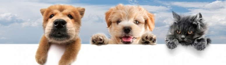 Banner image of pet care