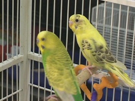 Birds in a pet store